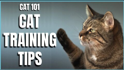 Cat Training tips - The Basics.