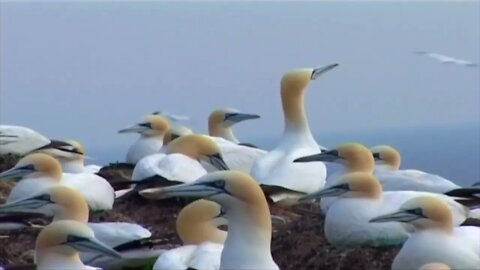 Ireland's Marine Life - Meet the Cast