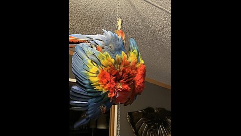 Sonny Boo boo my Ruby Macaw