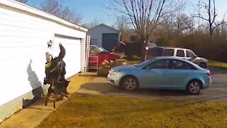 Dogs knock over unsuspecting man from behind