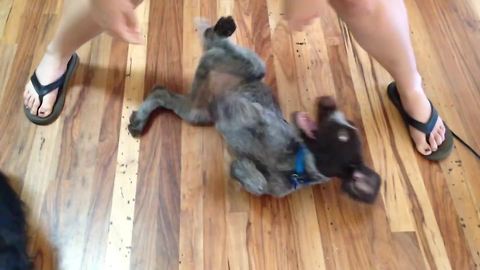 Cute Dog Spinning In The Living Room