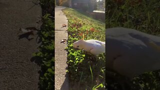 He noticed his Papa #cutepets #shorts #parrot #cockatoo #birdshorts #funnyanimals