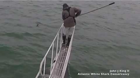 White shark jumps out of water to attack man