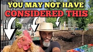 Raising Chickens. A DIFFERENT PERSPECTIVE