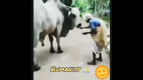 Real Humanity to Animals 🙏