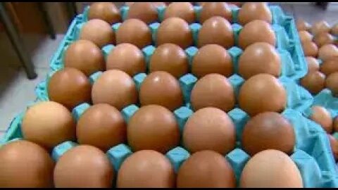 Preço do ovo de galinha sobe mais de 20% em 12 meses e tem a maior alta em uma década