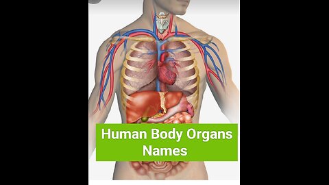 Human Body organ name