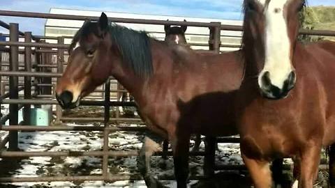 Horse Rescue groups get Christmas Miracle, save 19 horses, donkeys from 'kill buyers' at auction