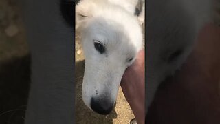 Beautiful maremma pup