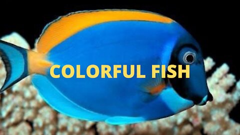 Colorful Fish Beautiful
