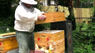 ORGANIC CHEAP VARROA MITE TREATMENT PART 2 !!!!!