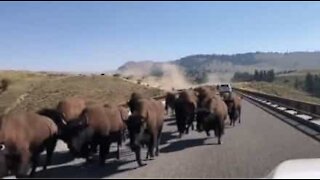 Manada de Bisões invade estrada e assusta motoristas
