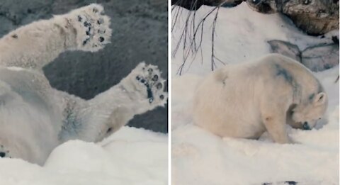 Polar bears play in snow😍🥰