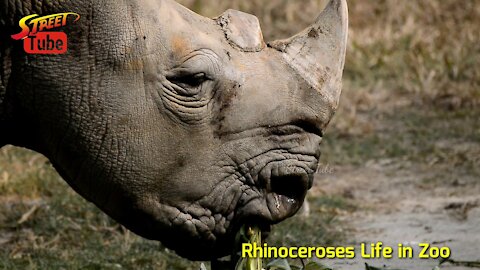 Rhinoceroses Life in Zoo | Animal Life in Zoo | Animal Planet / wildlife documentary