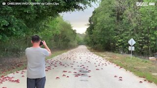 La folle migration des crabes rouges en Australie