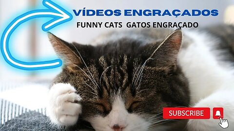 CAT FUNNY VIDEOS ENGRAÇADOS DE GATOS