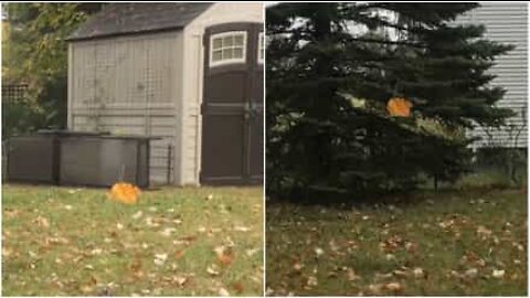 A leaf refuses to fall to the ground...