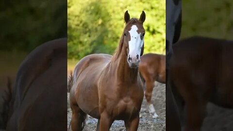 Horse Glow Up: From Embryo to 3-Year-Old