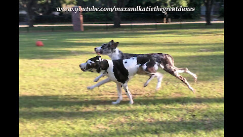 Joyful Galloping Great Danes Love To Run And Race Together