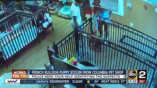 Puppy stolen from Columbia pet shop is returned