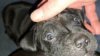 Adorable pups puppies puppy OBI2023 cute little machines. Black Fell Patterdale Terriers Earthdogs