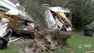 Tree smashes into Pasco Co. home, trapping elderly woman