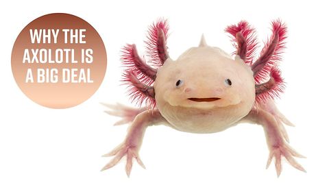 3 reasons you need to pay attention to the Axolotl