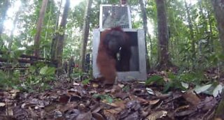 Tre räddade orangutanger återvänder äntligen hem igen!