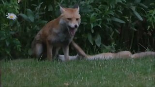 Our friendly foxes
