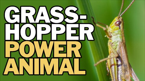 The Grasshopper Power Animal