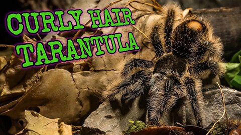 Curly Hair Tarantula: Nature's Masterpiece of Adaptation