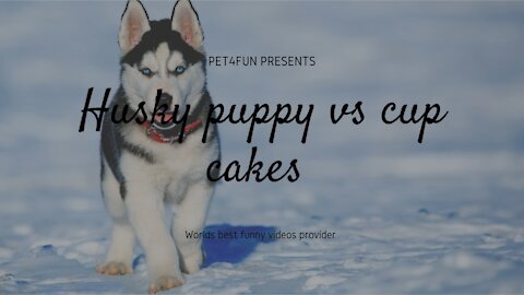 Husky puppy vs cup cakes | greedy puppies | Funny dog videos | cute dogs