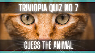 Quiz - Guess the Animal [Trivia] [Creatures]