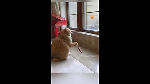 Funny cat and kittens|Funny pets|Funny animal videos|🤣🤣😅❤️