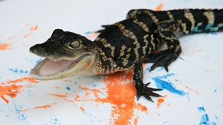 Painting With Alligators