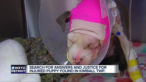 Search for answers after dog found injured