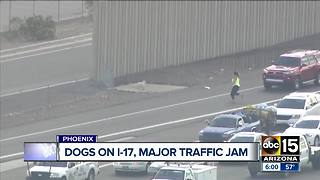 Two pups create quite a buzz on I-17!