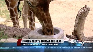 Frozen treats keep animals cool during summer heat