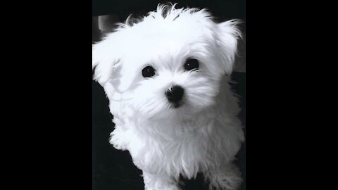 Lovely Maltese cute puppy videos