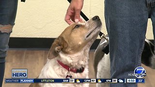 7Everyday Hero gives cattle dogs a second shot at life