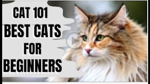 Cats 101 : Best Cats for Beginners