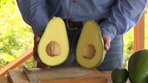 Vibrant Living Adventures 1 - Avocado Love