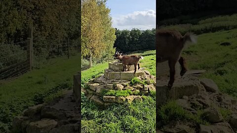 Bath City Farm 🐴 #farm #farmanimals #miniaturehorse #pigs #chickens #goats #ducks #England #bath