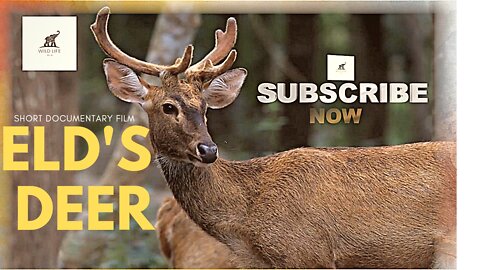 ELD'S DEER | SHORT DOCUMENTARY