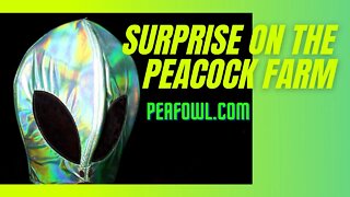 Surprise On The Peacock Farm, peafowl.com