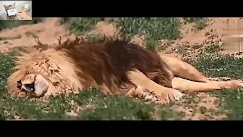 The last moments of the life of a lions.
