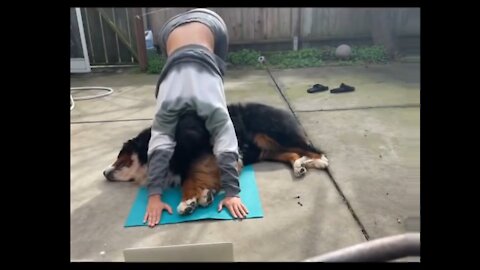 Woman is attempting to do yoga - but her dog won't let her 🤣😜