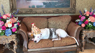 Great Danes reluctantly model their holiday hats