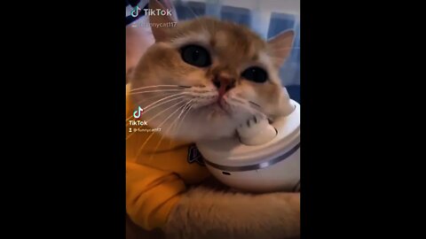#short feed |cat funny body massage reaction video| funny cat video#Youtube short