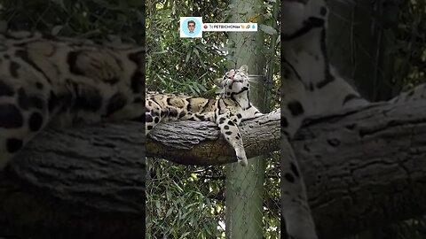 Leopardo preguiçoso descansando em uma árvore